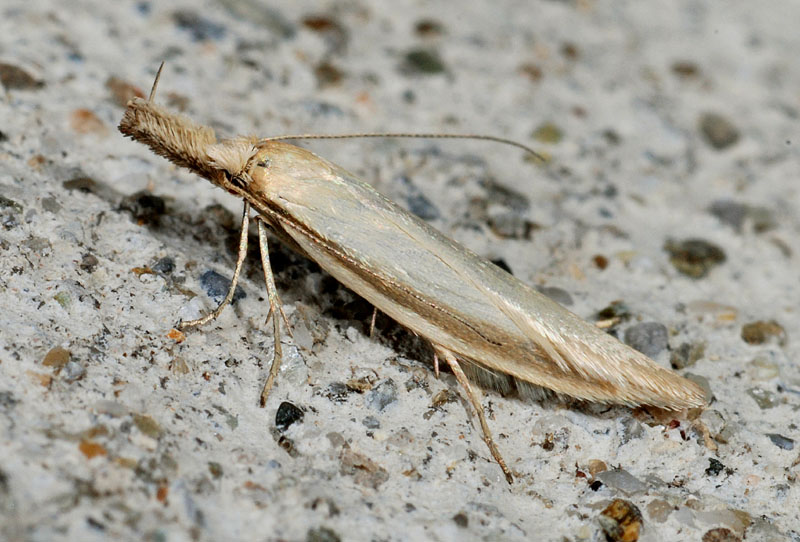 8 Oecophoridae - Pleurota pyropella